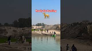 Hunting 🦮dog hunting trending viral naqvivlogs village mianwali [upl. by Akaenahs]