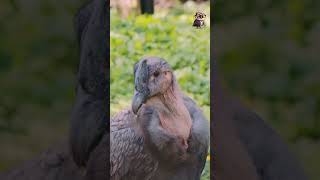 Andean Condor [upl. by Ardella]