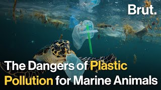 The Hidden Dangers of Plastics Pollution for Marine Animals [upl. by Aileon]