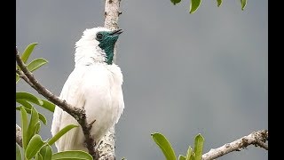 O canto da araponga  The song of Barethroated Bellbird Procnias nudicollis [upl. by Madi]