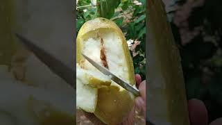 Barbadine or Giant Granadillabiggest passionfruit in the world [upl. by Mroz]