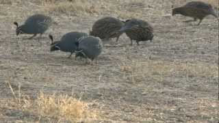 Running of the Quail [upl. by Lupe]