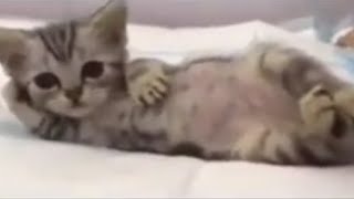 TIKTOK CATS WILL RIZZ YOU UP [upl. by Asseralc]