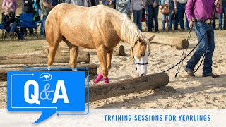 Training Sessions for Yearlings  QampA With Clinton Anderson [upl. by Stucker147]