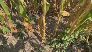 Windbreaks is one way to protect agriculture during winter season [upl. by Weidar]