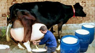 Highly Milking Biggest Udder Holstein Friesian Cow  How to increase Udder and Milk of Cows Buffalos [upl. by Christmann786]