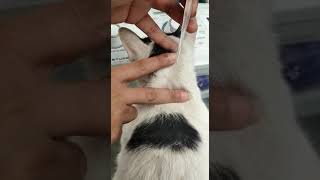 Aplicando pipeta a tu gato en menos de 1minuto [upl. by Scoter]