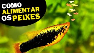 COMO ALIMENTAR OS PEIXES DO AQUÁRIO DE FORMA CORRETA única forma [upl. by Siblee]