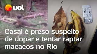 Macacos são dopados no Jardim Botânico do Rio casal foi preso com calmante veja vídeo [upl. by Inobe]