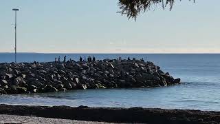 Cottesloe beach in Perth WA 2024 [upl. by Duncan]