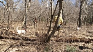 Southern New England Woodcock Championship [upl. by Norha681]