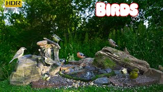 Amazing birds Sunny day at Natural feeder  4K HDR  TV for PETs [upl. by Ahsa]