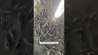 🐓🐟 Chicken Poop Powers Fish Farm 🤯 SustainableFarming ZeroWaste [upl. by Meda]