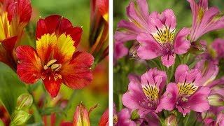 How to Plant Alstroemeria Peruvian Lily Summer Garden Guide [upl. by Hatti734]