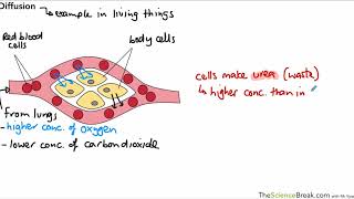 Diffusion For AQA 91 GCSE Biology and Trilogy Combined Science [upl. by Anilem]