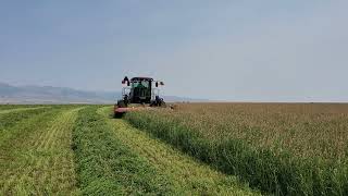 2023 Second Cut Sainfoin Hay [upl. by Anahsal]