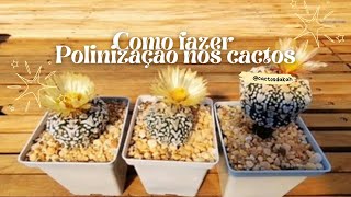 POLINIZAÇÃO EM CACTOS Aprenda como fazer a polinização [upl. by Nasah693]