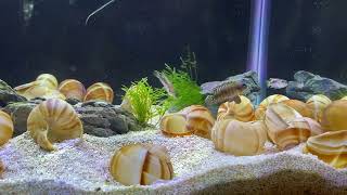 Shell Dwellers sparing behavior “Black Ocellatus” lamprologus speciosus [upl. by Salmon565]