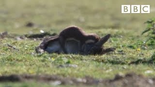 Stoat kills rabbit ten times its size  Life  BBC [upl. by Aicenat464]