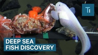 New Deep Sea Fish Has Been Discovered — Everything You Need To Know [upl. by Ethelstan627]