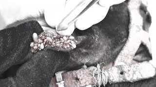 Help Poor Dog In Small Village From Many Big Ticks Removing Ticks From Pity Dog EP 111 Dogs [upl. by Eyma947]