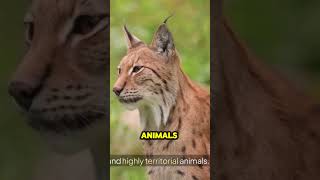 Eurasian Lynx Europes Elusive Predator topwildlifeplanet [upl. by Sondra713]