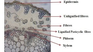 Microscopy of Ephedra stem its Transverse section powder characteristics of plant stem [upl. by Belac760]