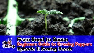 Episode 1 Sowing Pepper Seeds Beginners Guide to Growing Peppers 2018 [upl. by Sander]