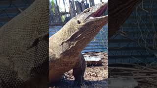 The komodo dragon eats the goat alive 🐐🐲😭😭😱 [upl. by Eikcor]