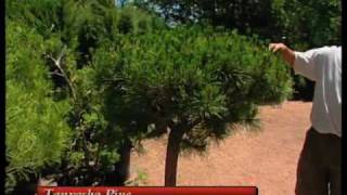 How To Choose The Right Evergreen Tree For Your Landscape [upl. by Yekcin]