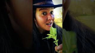 How to ID Goosefoot or Lambs Quarters foraging plantmedicine bushcraft survival [upl. by Ingeberg847]