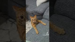 Silly cats viral funny cat catlover [upl. by Ransell297]