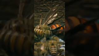 Bees fight against a big hornet animals shorts nature [upl. by Podvin]