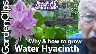 Water Hyacinth  Reasons Why and Why Not to Grow Water Hyacinth  Eichhornia crassipes [upl. by Dustman661]