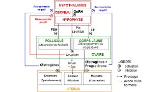 eSVT Schéma fonctionnel de la production dhormones chez la femme [upl. by Eelyram]