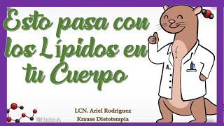 ¿Cómo se hace la DIGESTIÓN de LÍPIDOS  Digestión de Macronutrientes en Nutrición [upl. by Ulphiah872]