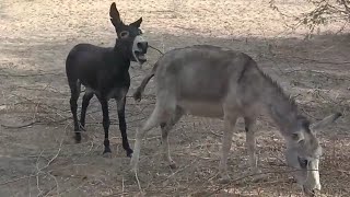 Donkeys in wild Explained  Donkey Mating in desert forest  Animals cross mating successfully [upl. by Rodmann]