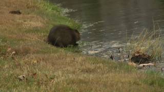 Muskrat Behavior [upl. by Golliner]