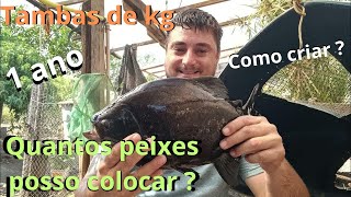 Quantos TAMBAS posso colocar em uma caixa dágua de 1000 litros peixes [upl. by Eirruc]