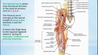 10 Femoral nerve [upl. by Eniamart]