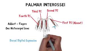 Bones of the Hand and Wrist  Anatomy Tutorial [upl. by Mansur]