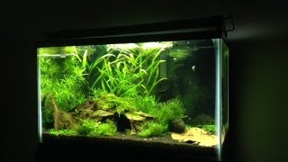 10 Gallon Planted Shrimp Tank [upl. by Ninos]