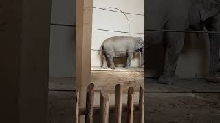 The girls with a couple Cincinnati Zoo elephants [upl. by Vary]