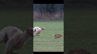 Super Speed Hunting Coursing Dog vs Rabbit Hare  Galgos vs Liebres 202324 ‎ExplorePotohar [upl. by Capone199]