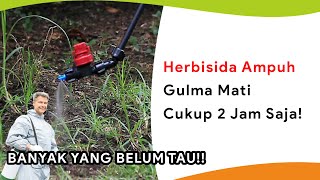 Herbisida Ampuh Gulma Mati dalam 2 Jam Saja [upl. by Eiclek872]