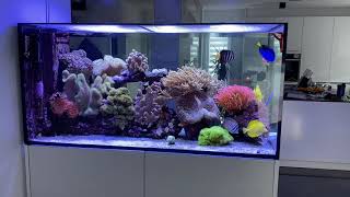 Reef tank Peninsula 500 Deluxe  Update with new fish 😎 [upl. by Arnulfo]