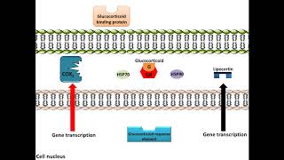 Corticosteroids Part 6  Mechanism of action  Cellular level  Glucocorticoid Responsive Element [upl. by Laekim948]