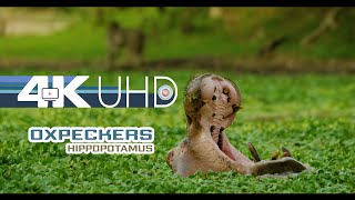 Oxpeckers on hippopotamus  African Animals 4K UHD Part 3  Wildlife Natural 71 Sound [upl. by Aicenet334]