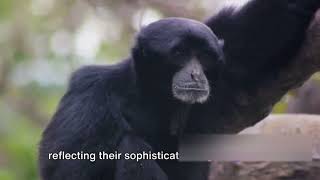 Do Chimpanzees Really Like Humans chimpanzee animal petlover human yt viral viralvideo [upl. by Augustin]