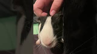 Guinea pig squeaking [upl. by Zendah]